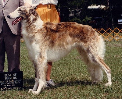 1991 Futurity Senior Dog, 15 months and under 18 - 4th