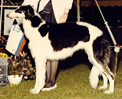 1991 Futurity Senior Bitch, 18 months and under 21 - 1st 