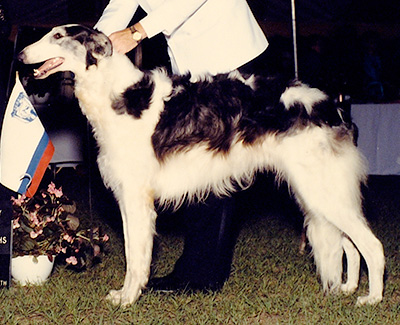 1991 Futurity Junior Dog, 12 months and under 15 - 1st
