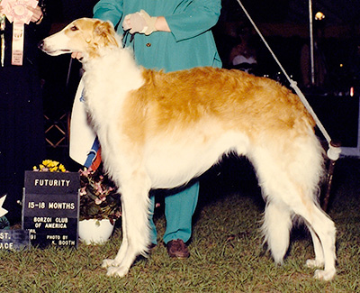 1991 Futurity Senior Dog, 15 months and under 18 - 1st