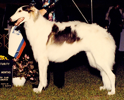 1991 Futurity Dog, 9 months and under 12 - 1st