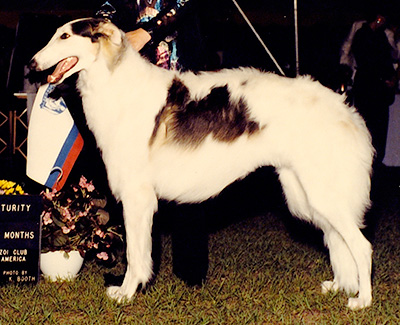 1991 Futurity Dog, 9 months and under 12 - 1st