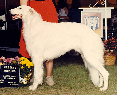 1991 Reserve Winners Dog