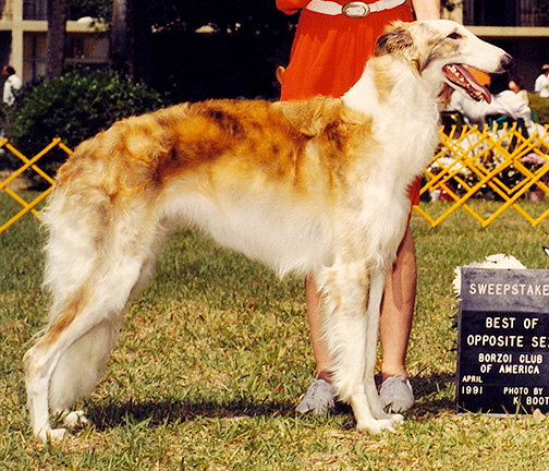 1991 Best of Opposite Sex To Best In Puppy Sweepstakes