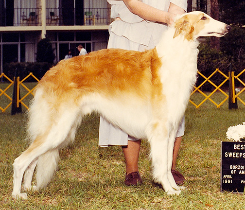 1991 Puppy Sweepstakes Dog, 15 months and under 18 - 1st