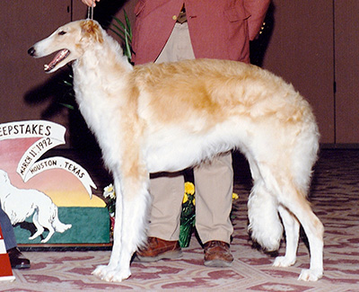 1992 Puppy Sweepstakes Bitch, 9 months and under 12 - 1st