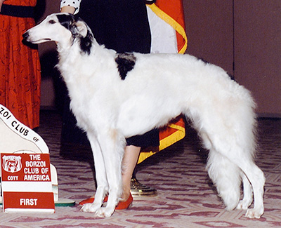 1992 Bitch, Bred by Exhibitor - 1st