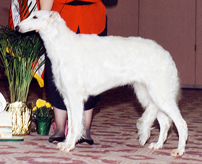 1992 Bitch, Veteran 7 years and under 10 - 1st
