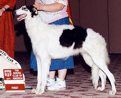 1992 Dog, 12 months and under 18 - 1st