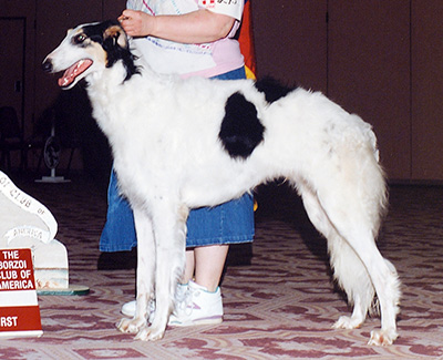 1992 Puppy Sweepstakes Dog, 15 months and under 18 - 1st