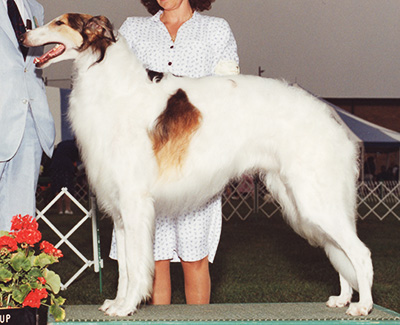 1992 Dog, Bred by Exhibitor - 4th