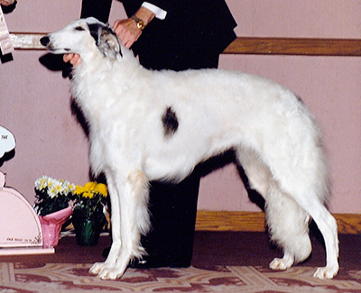 1992 Futurity Bitch, 18 months and under 21 - 1st