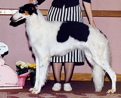 1992 Futurity Bitch, 21 months and under 24 - 1st