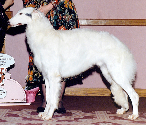 1992 Dog, 9 months and under 12 - 2nd