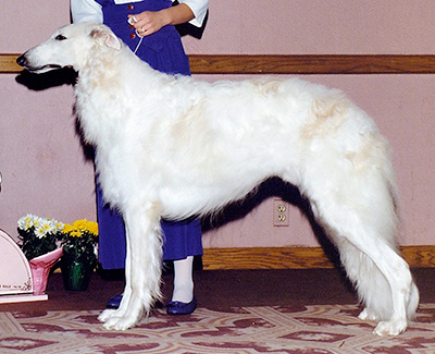 1992 Futurity Dog, 18 months and under 21 - 1st
