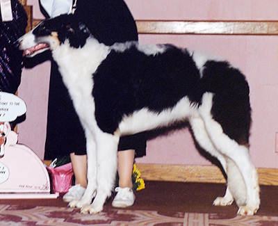1992 Futurity Dog, 6 months and under 9 - 1st