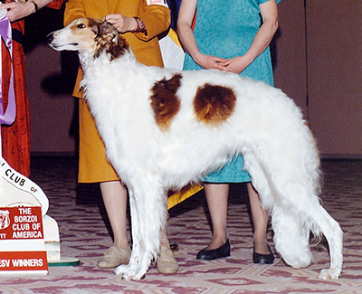 1992 Reserve Winners Dog