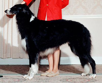 1992 Stud Dog Class - 4th