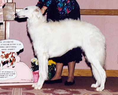1992 Puppy Sweepstakes Bitch, 12 months and under 15 - 3rd