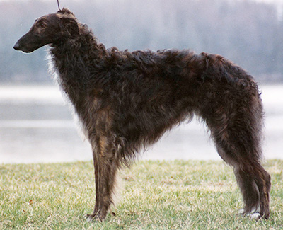 1992 Puppy Sweepstakes Dog, 15 months and under 18 - 2nd