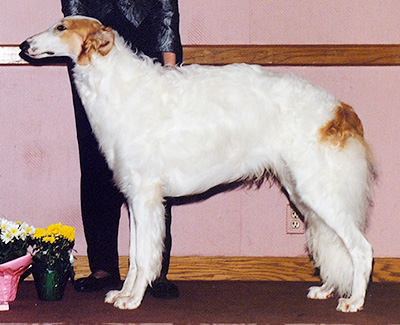 1992 Puppy Sweepstakes Dog, 15 months and under 18 - 3rd