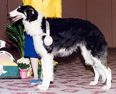 1992 Puppy Sweepstakes Dog, 9 months and under 12 - 1st