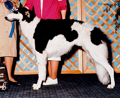 1993 Dog, 12 months and under 18 - 1st