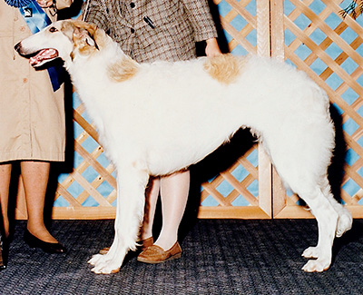 1993 Puppy Sweepstakes Dog, 6 months and under 9 - 1st