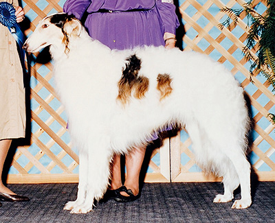 1993 Dog, Bred by Exhibitor - 1st