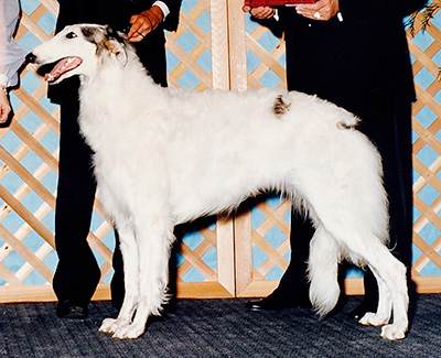 1993 Futurity Bitch, 12 months and under 15 - 1st