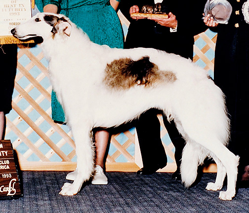 1993 Futurity Junior Dog, 12 months and under 15 - 1st