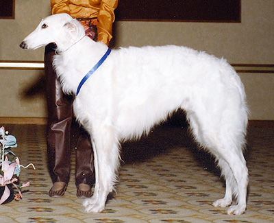 1993 Obedience Graduate Novice Class - 1st