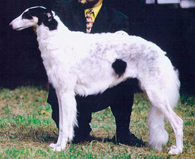 1993 Obedience Novice Class 'B' - 2nd