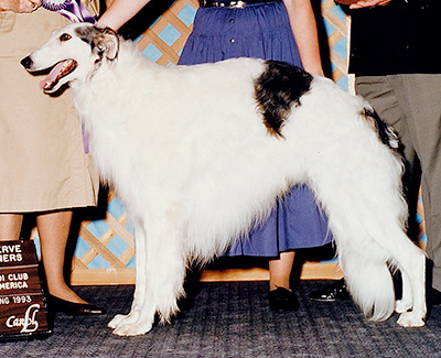 1993 Reserve Winners Dog