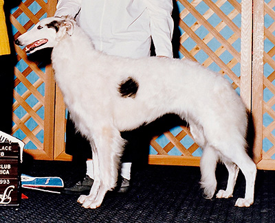 1993 Puppy Sweepstakes Bitch, 12 months and under 18 - 1st