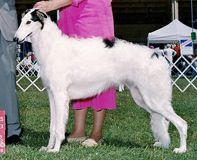 1993 Puppy Sweepstakes Bitch, 15 months and under 18 - 4th