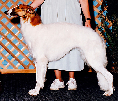 1993 Puppy Sweepstakes Bitch, 6 months and under 9 - 1st