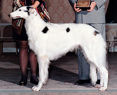 1994 Bitch, Bred by Exhibitor - 1st