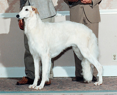 1994 Bitch, Bred by Exhibitor - 3rd