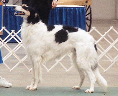 1994 Dog, Amerian Bred - 4th