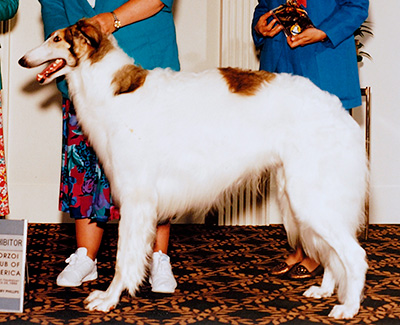 1994 Dog, Bred by Exhibitor - 3rd