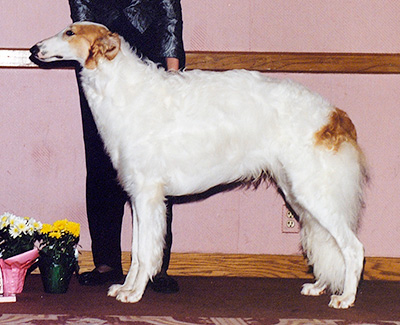 1994 Dog, Open - 3rd