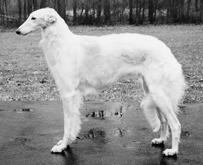 1994 Futurity Bitch, 18 months and under 21 - 3rd