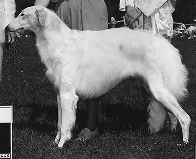 1994 Futurity Bitch, 21 months and under 24 - 2nd