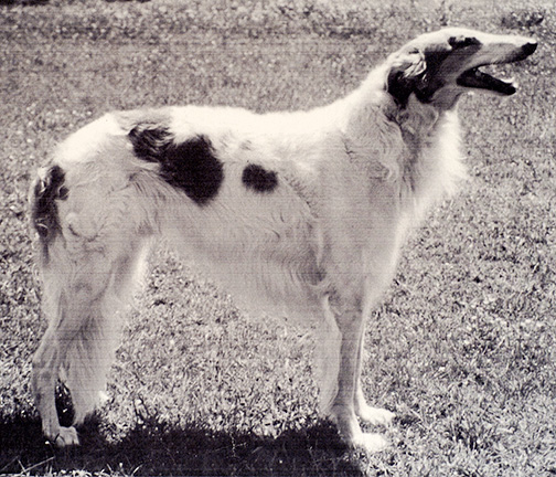 1994 Obedience Veteran Class - 1st