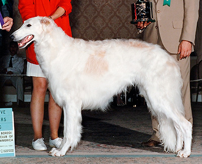 1994 Reserve Winners Dog