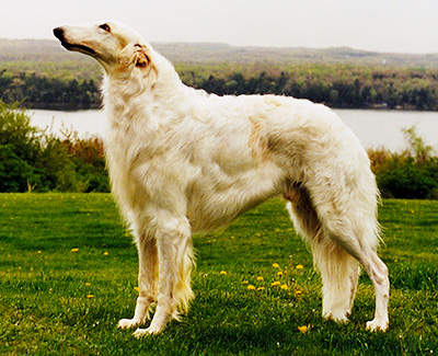 1995 Stud Dog Class - 1st