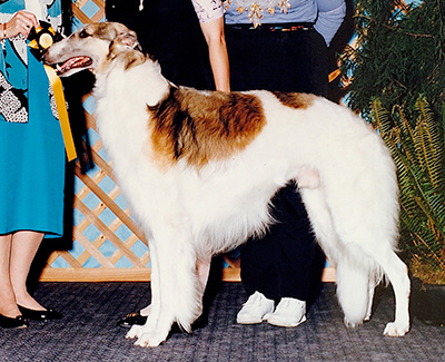 1994 Stud Dog Class - 3rd