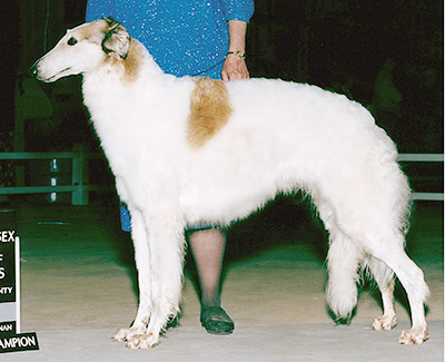 1994 Puppy Sweepstakes Bitch, 15 months and under 18 - 1st