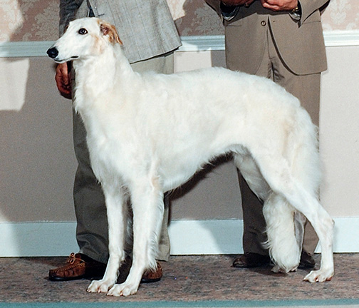 1994 Puppy Sweepstakes Bitch, 9 months and under 12 - 1st